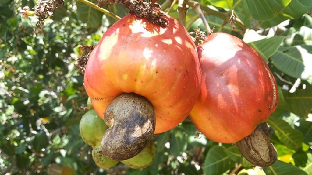 cashew mandal