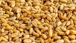 अग्रलेख : उपायाचा अपाय