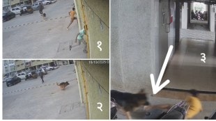 german shepherd dog attack