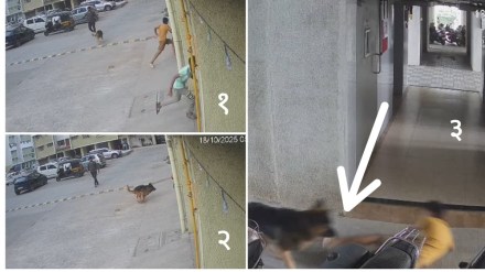 german shepherd dog attack