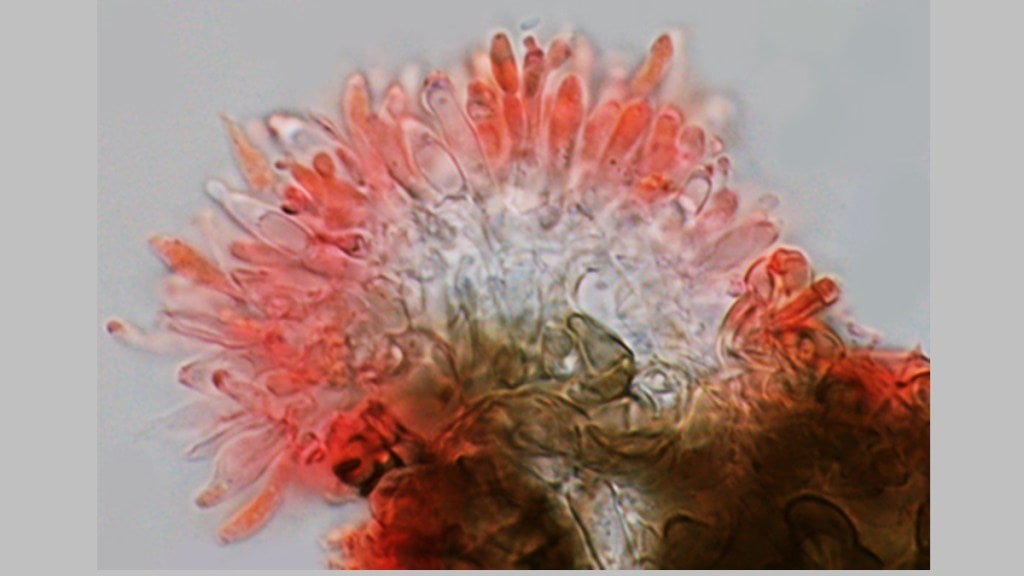 Endophytic Fungi
