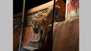 leopard roaming in mulund