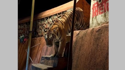 leopard roaming in mulund