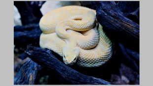 albino snake loksatta news