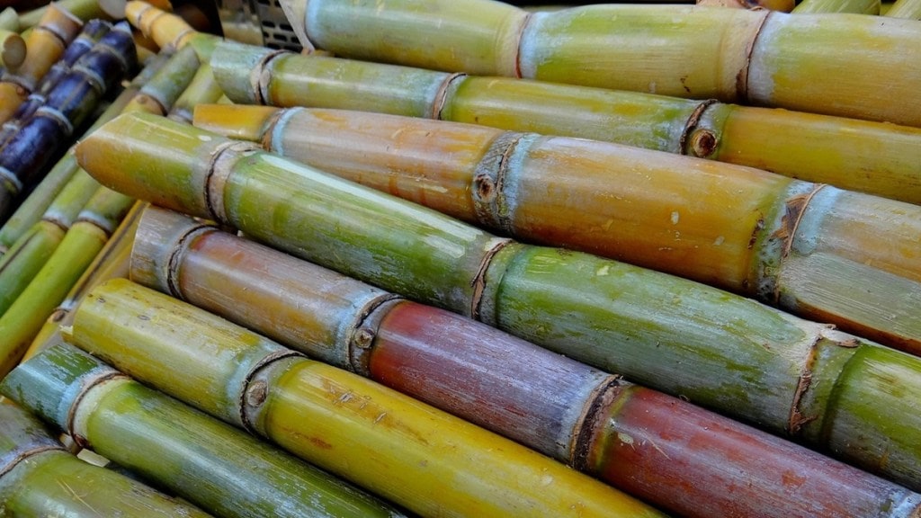 sugarcane rate sangli farmers