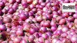 विश्लेषण : अतिवृष्टीमुळे कांद्याचे गणित किती बिघडले?