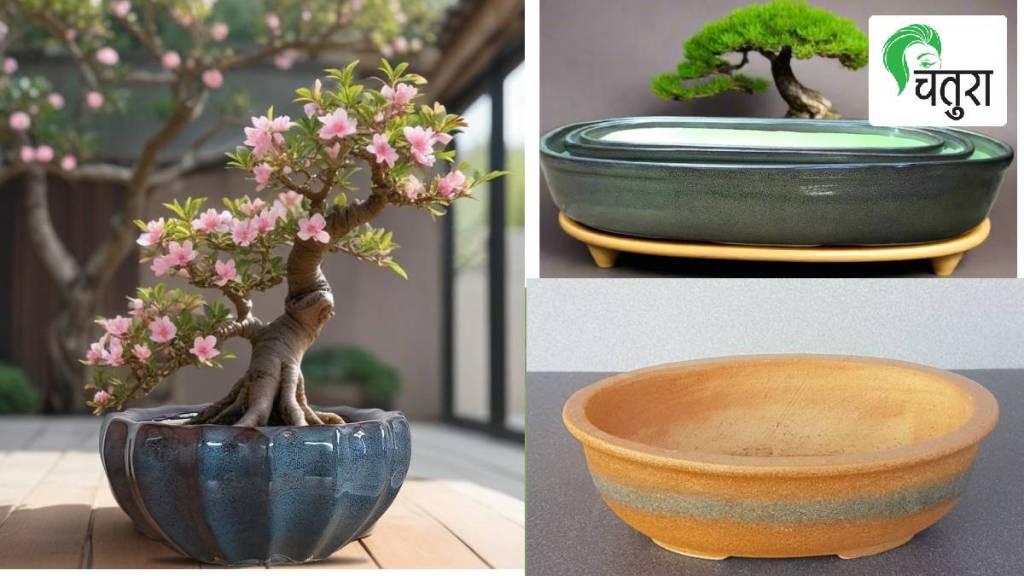 loksatta Chatura Information on how to make a bonsai vaman vruksha loksatta Chatura Information on how to make a bonsai vaman vruksha