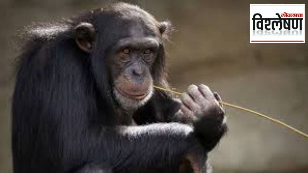 New research shows chimpanzees consume natural alcohol fermented fruits supporting drunken monkey hypothesis