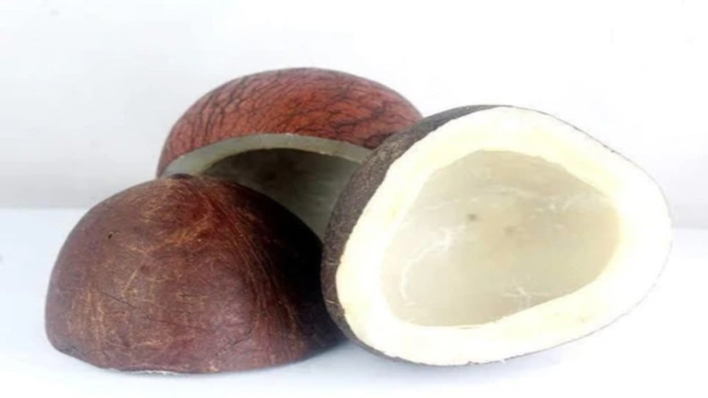 coconut prices hit record high before diwali maharashtra supply demand South India Rain pune