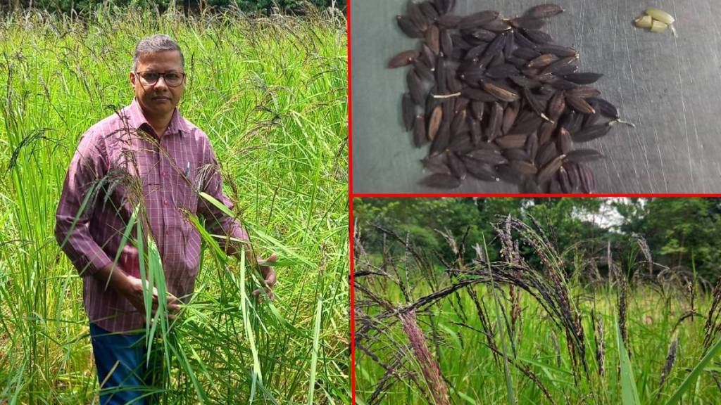 Green rice from Vietnam being planted in Raigad