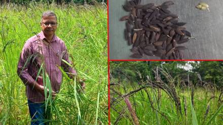 Green rice from Vietnam being planted in Raigad Green rice from Vietnam being planted in Raigad