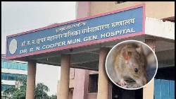 Cooper Hospital Rat Bite Case: दोन महिन्यांत कूपर रुग्णालयातील सहा रुग्णांना उंदीर चावले; आपत्कालीन पोलीस अहवालात नोंद