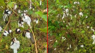 Heavy rains in Parbhani since morning; Farmers suffer losses as cotton brought in for harvesting gets soaked
