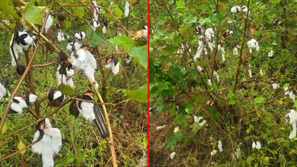 Heavy rains in Parbhani since morning; Farmers suffer losses as cotton brought in for harvesting gets soaked