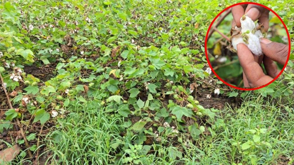Heavy rains in Nandurbar cause major damage to crops standing in the fields Heavy rains in Nandurbar cause major damage to crops standing in the fields