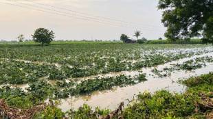 heavy rainfall crop damage Akola