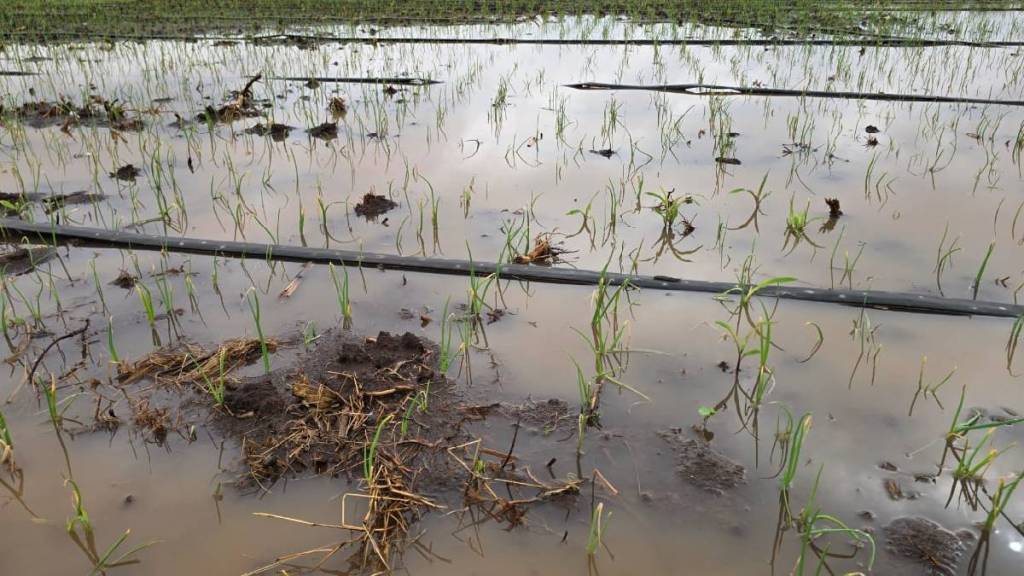 The rains from October 19 to 26 caused waterlogging in the fields, damaging crops in nashik The rains from October 19 to 26 caused waterlogging in the fields, damaging crops in nashik