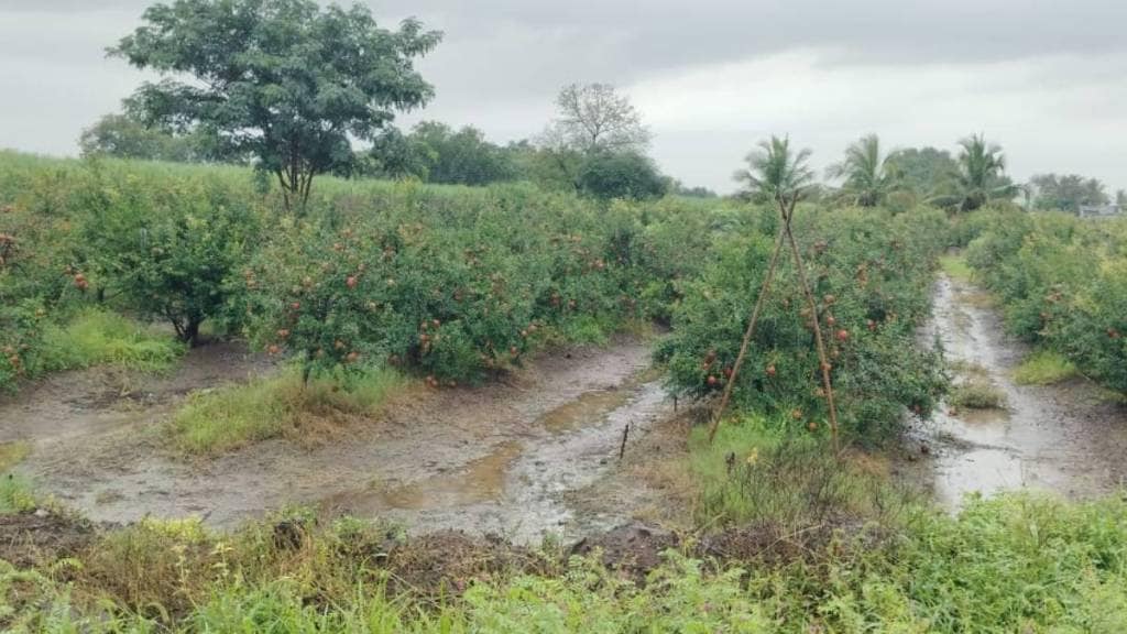 Sangli crop damage news