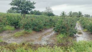 Sangli crop damage news