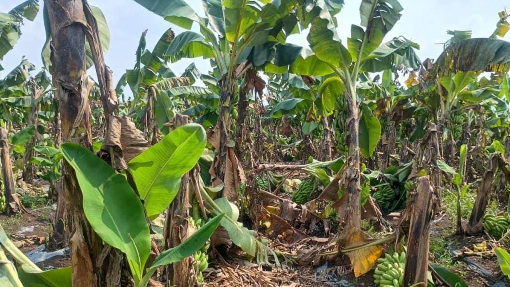 Damage to many crops including cotton, maize, millet, jowar in Dhule district Damage to many crops including cotton, maize, millet, jowar in Dhule district