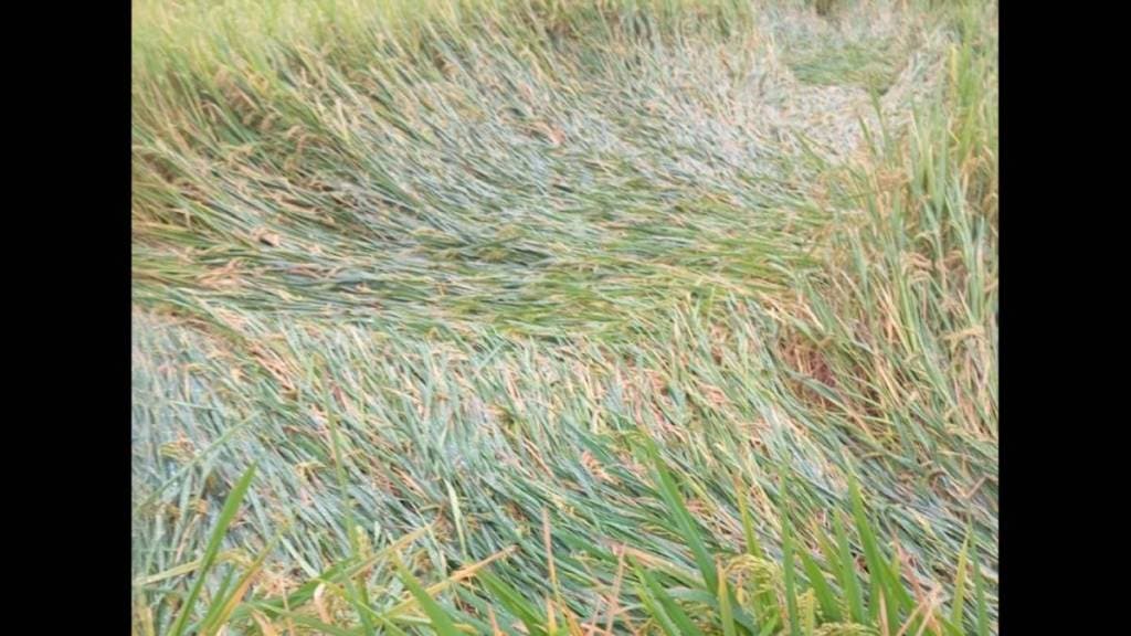 Heavy rains cause major damage to crops in Sindhudurg district