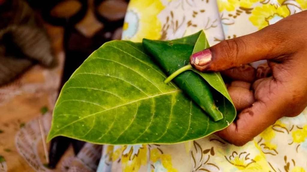 Calcutta paan price likely to increase by up to Rs 1000 Calcutta paan price likely to increase by up to Rs 1000