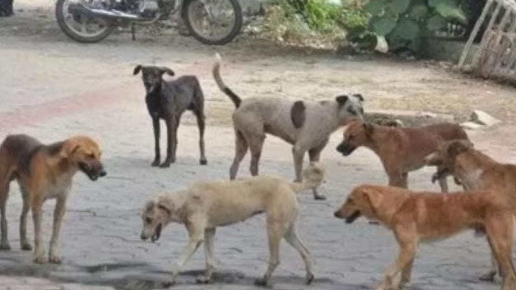 90 thousand stray dogs in Kalyan Dombivli Titwala