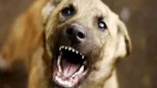 Stray dog ​​attacks three-year-old boy in Taloja village