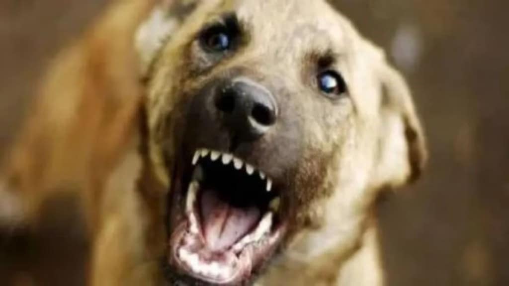 Stray dog ​​attacks three-year-old boy in Taloja village