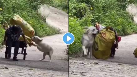 A loyal dog rushes to help his elderly owner pure love captured on camera. A loyal dog rushes to help his elderly owner pure love captured on camera.