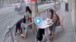 आगामी संकटाची चाहूल… मालकिणीचा जीव वाचवणाऱ्या कुत्र्याचा VIDEO व्हायरल, पाहून थक्क झाले नेटिझन्स