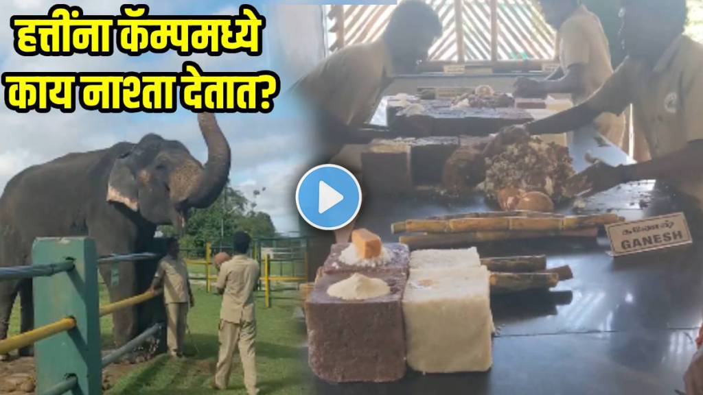 elephant-camp-breakfast-making-video elephant-camp-breakfast-making-video
