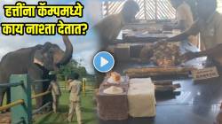 फक्त चारा, पाणी नाही तर… हत्तींना कॅम्पमध्ये असा देतात नाश्ता? IAS अधिकाऱ्यांनी शेअर केला VIDEO