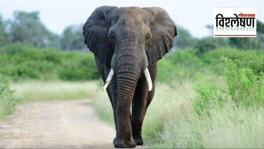( संग्रहित छायाचित्र)/ लोकसत्ता Loksatta explained How helpful will DNA-based elephant census be print exp ( संग्रहित छायाचित्र)/ लोकसत्ता Loksatta explained How helpful will DNA-based elephant census be print exp