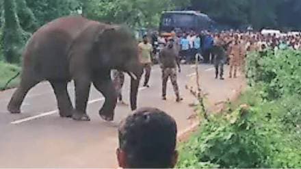 elephant in Insuli village