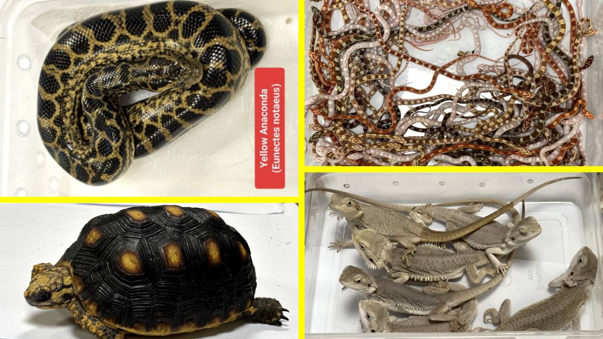 Wildlife smuggling: 154 animals including anacondas, lizards, turtles seized