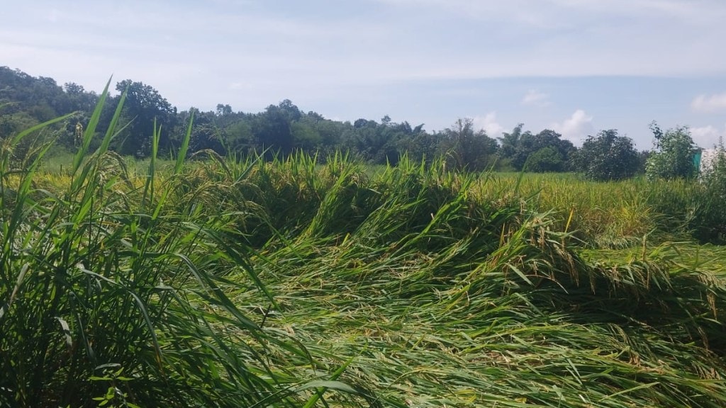 Heavy rains cause damage to rice crops in Murbad and Shahapur belt of Thane district