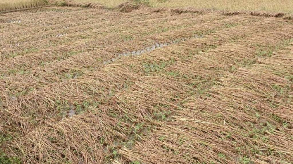 Unseasonal rains cause major damage to agriculture tourism and fishing in Sindhudurg district