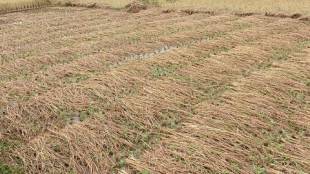 Unseasonal rains cause major damage to agriculture tourism and fishing in Sindhudurg district