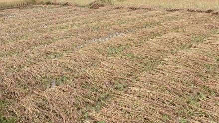 Unseasonal rains cause major damage to agriculture tourism and fishing in Sindhudurg district Unseasonal rains cause major damage to agriculture tourism and fishing in Sindhudurg district