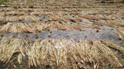 अतिवृष्टी बाधितांची मदत पोहचली ११,५९३ कोटी रुपयांवर सविस्तर वाचा, कोणत्या जिल्ह्याला किती मदत मिळणार