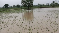 नुकसानग्रस्त शेतकऱ्यांना दिलासा… नाशिक विभागासाठी १४७४ कोटींची मदत जाहीर, बँक खात्यात कधी जमा होणार ?