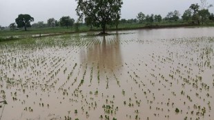 Assistance of Rs 1474 crores announced for Nashik division for affected farmers