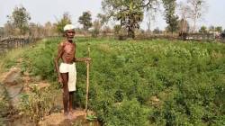 पूर ओसरला, शेतकऱ्यांची आशा वाहून गेली !, लातूर जिल्ह्यातील गौर गावात २०० एकरात वाळूच वाळू; नदीने प्रवाह बदलला