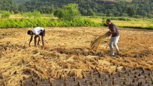 raigad farmers face delay in compensation due to mandatory agristack registration