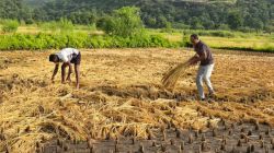 Agristack Scheme : शेतकऱ्यांना मदत वाटपात ‘ॲग्रीस्टॅकचा’ अडसर