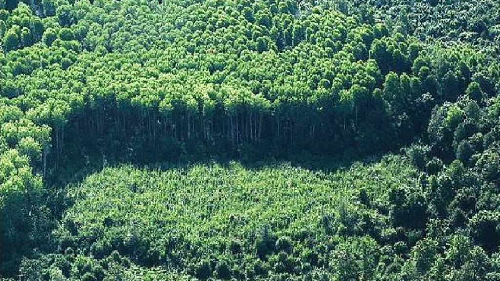 India ranks ninth in forest resource assessment