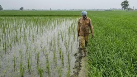 Maharashtra government will now conduct 100 percent e crop inspection through assistants Maharashtra government will now conduct 100 percent e crop inspection through assistants