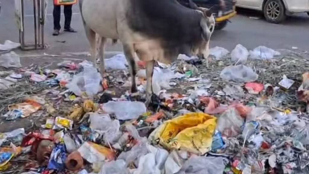 Piles of garbage in Dhule city; Sanitation workers go on strike due to non-payment of salaries