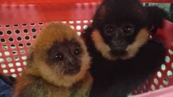 Gibbon Monkey Smuggling: गिबन्स माकडांच्या तस्करीचे सत्र सुरूच; गिबन्स माकडांची तस्करी करणाऱ्या महिलेला मुंबई विमानतळावर अटक